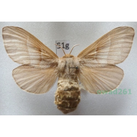 Macrothylacia rubi (Linnaeus, 1758) female Czech51g